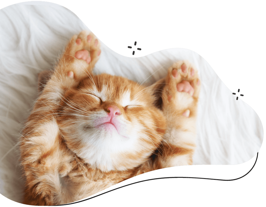 https://www.ramsaygrooming.com/wp-content/uploads/2019/08/inner_cat.png