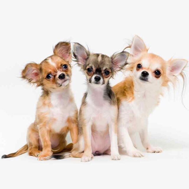 https://www.ramsaygrooming.com/wp-content/uploads/2019/08/inner_gallery_02-640x640.jpg