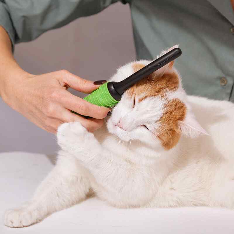 https://www.ramsaygrooming.com/wp-content/uploads/2019/08/inner_gallery_04.jpg