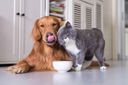 https://www.ramsaygrooming.com/wp-content/uploads/2024/10/Dog-Nutritionist-Food-03.png